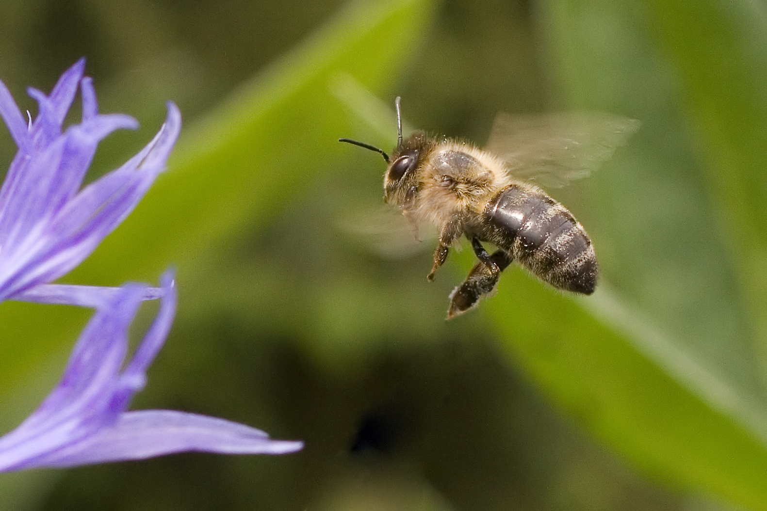 Lebende Bienen Kehren Ins Naturkundemuseum Zuruck Stadt Paderborn