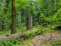 Wildnisentwicklungsgebiet in der Egge