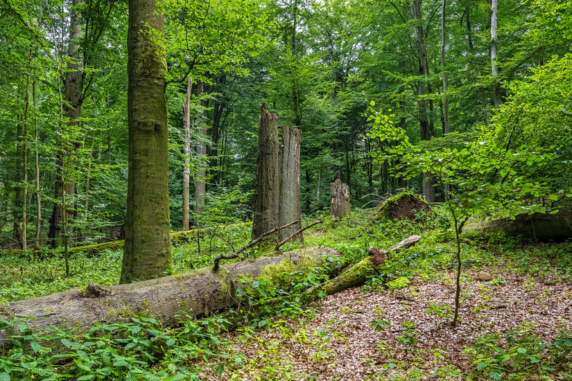 Wildnisentwicklungsgebiet in der Egge