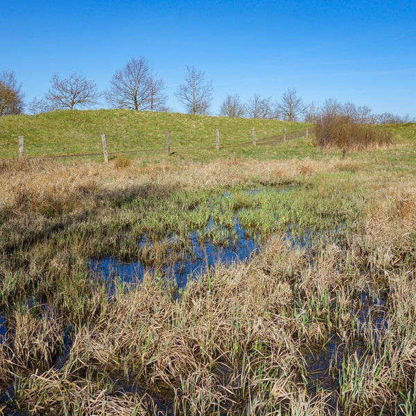 Besonders im Winter steht das Grundwasser hoch an. Röhrichte gedeihen gut.