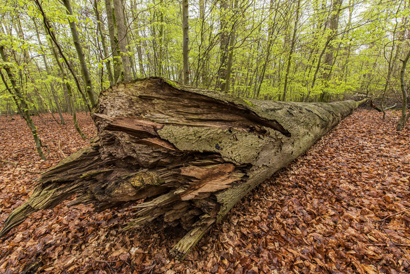 Totholz, ein wichtiger Habitatbestandteil