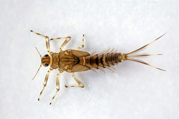 Die Köcherfliege Baetis rhodani lebt im Krebsbach