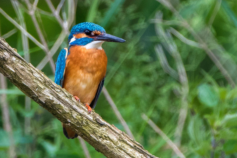 Eisvogel