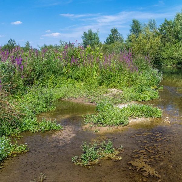 Blutweiderich und Sumpf-Vergissmeinnicht sowie weitere Röhricht-Arten in der Lippeseeumflut