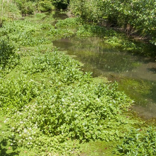 Bachröhricht an der Pader (u. a. mit Rötlichem Wasserehrenpreis und Brunnenkresse)