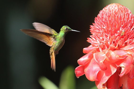 Rubinkolibri