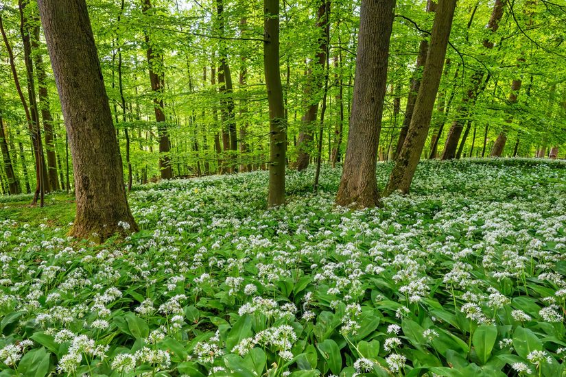 Bärlauchblüte im Buchenwald