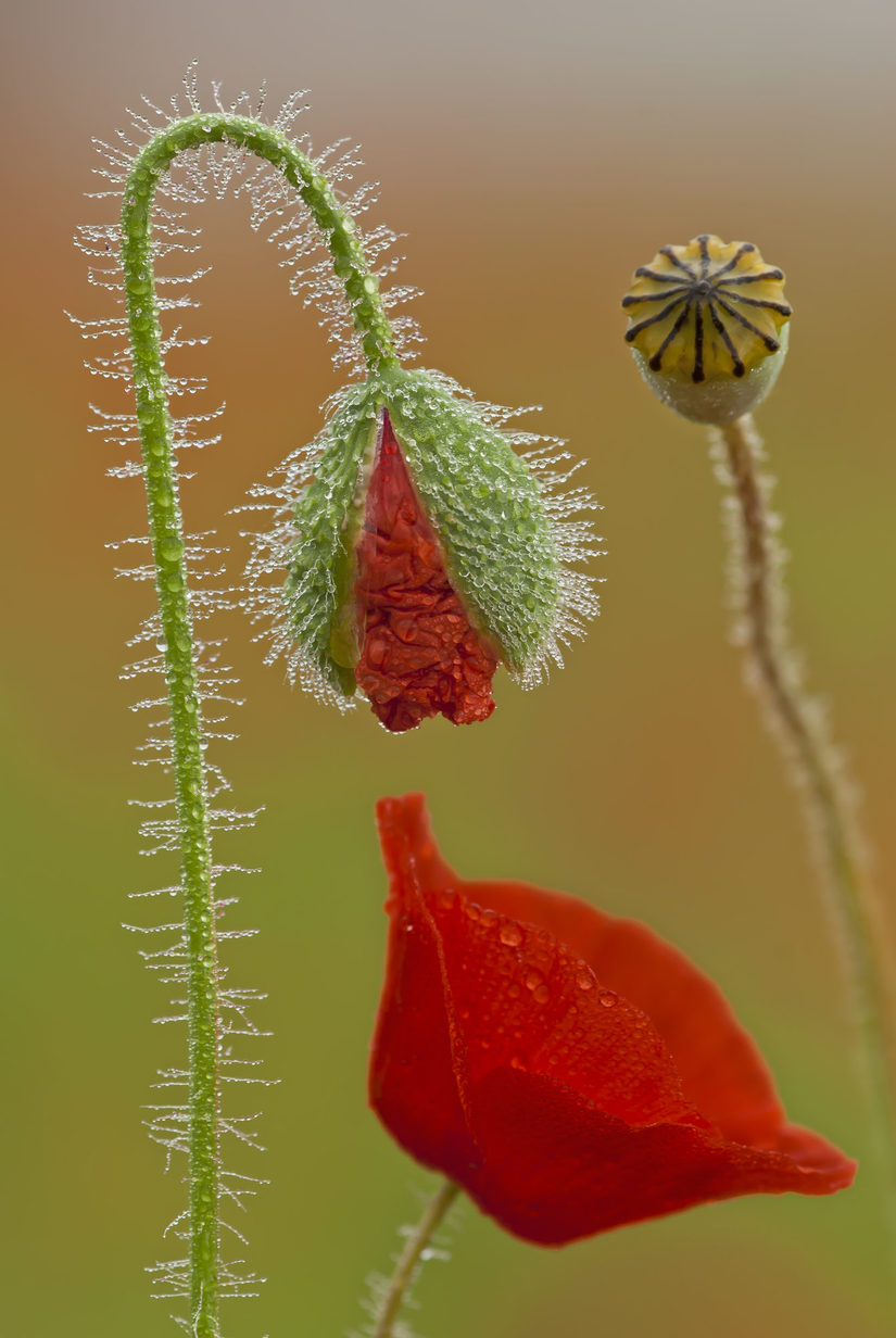 Klatschmohn in drei verschiedenen Blütenstadien