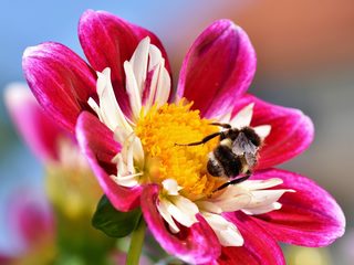 Biene auf Blume