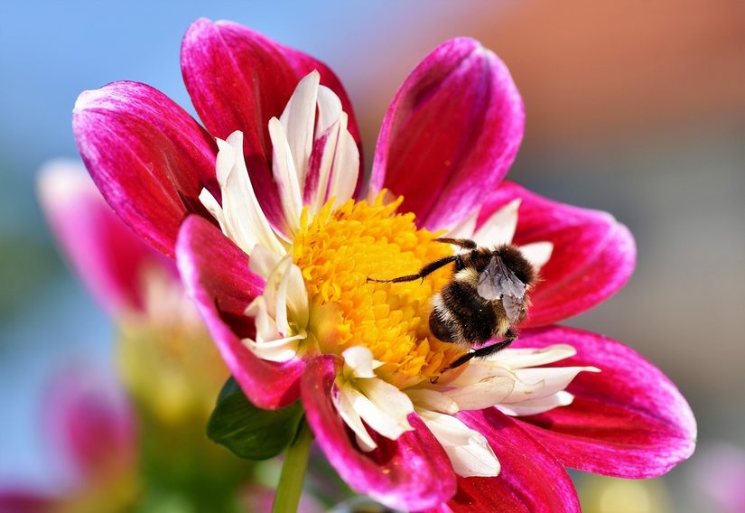 Biene auf Blume