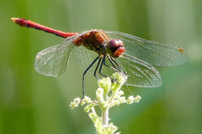 Blutrote Heidelibelle